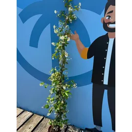 sunny tree Jasmin - Toskanischen Jasmin - Trachelospermum Jasminoides 160 cm A+ ware (4pcs)