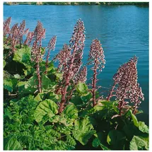 Pflanzen Für Dich Petasites hybridus, Pestwurz, ca. 9x9 cm Topf, robust