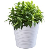 Kadax Blumentopf mit Untersetzer, aus Kunststoff, rund, 13 cm, Weiß
