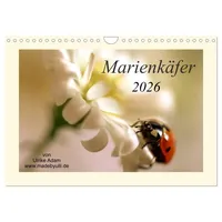 Calvendo Marienkäfer / 2026 (Wandkalender 2026 DIN A4 quer),