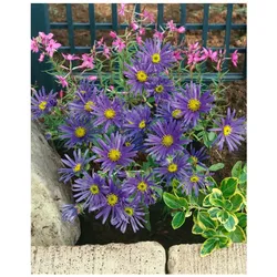 Aster amellus 'Sonora', Berg-Aster, violett, ca. 9x9 cm Topf