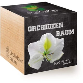 Feel Green Ecocube Orchideenbaum, Blüht Wie Eine Orchidee, Nachhaltige Geschenkidee (100% Eco Friendly), Grow Your Own/Anzuchtset, Pflanzen Im Holzwürfel, Made in Austria