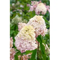 Pflanzen Für Dich Hydrangea paniculata 'Magical® Sweet Summer', Rispenhortensie,