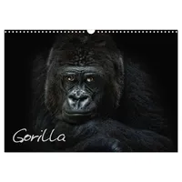 Calvendo Gorilla (Wandkalender 2026 DIN A3 quer), CALVENDO Monatskalender
