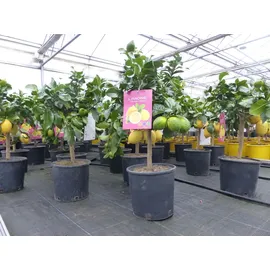 grünwaren Grünwaren: echter Zitronenbaum 50 - 70 cm Zitrone Citrus Limon Zitruspflanze