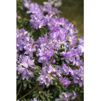 Pflanzen Für Dich Rhododendron impeditum Blaue Mauritius', Zwerg-Rhododendron, blau,