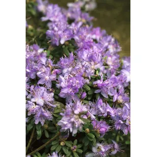 Pflanzen Für Dich Rhododendron impeditum Blaue Mauritius', Zwerg-Rhododendron, blau, 20–25 cm