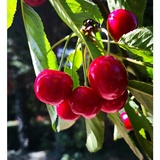 Süßkirschbaum Regina  (Prunus avium 'Regina', Erntezeit: Juli)