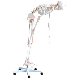 Skelettmodell mit flexibler Wirbelsäule Lebensgroß HeineScientific