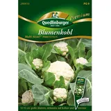 Quedlinburger Blumenkohl ''Multi Head''