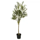 ib laursen Olivenbaum im Topf,