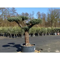 Olivenbaum Pon Pon 215 cm Bonsai Formgehölz, winterhart