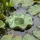 MARELIDA Teichdeko Schwimmfrosch Dekofigur Frosch für Teich Wasserschale 7,8cm
