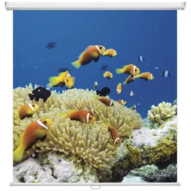 Magnetoplan Cinerollo 240x240 1:1