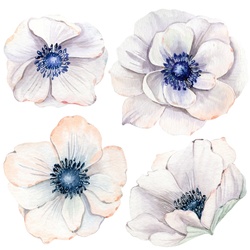 Wandtattoo QUEENCE „Mareike“ Wandtattoos Gr. B/H: 90 cm x 90 cm, Blume, blau Wandtattoos Natur