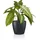 LECHUZA Classico Color Ø 15 cm x 14 Schiefergrau