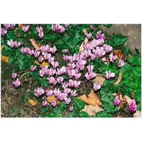 Pflanzen Für Dich Cyclamen hederifolium 'Rosenteppich', Alpenveilchen, rosa, ca.