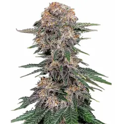 Cherry Cola Auto | Autoflowering Hanfsamen von Fast Buds | 3 Hanfsamen