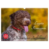 Calvendo Lagotto Romagnolo - Italienischer Trüffelhund (Wandkalender 2026 DIN