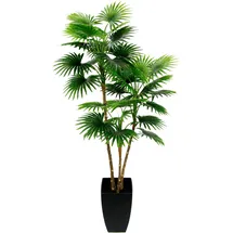 I.GE.A. Fächerpalme Im Topf ca. H105 cm