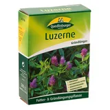 Quedlinburger 205706 Luzerne 500 g (Gründünger)