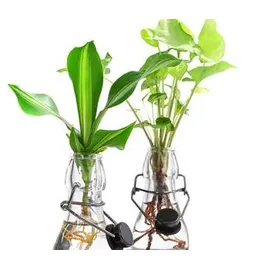 Dehner Waterplant-Set Grünpflanzen in Glasflaschen, 2-teilig,