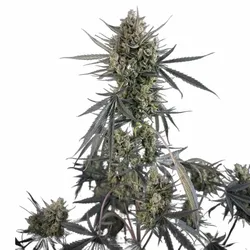 Pound Cake Auto | Autoflowering Hanfsamen von Fast Buds | 3 Hanfsamen