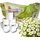 almusso Toilettenpapier 3-lagig 8 Rollen