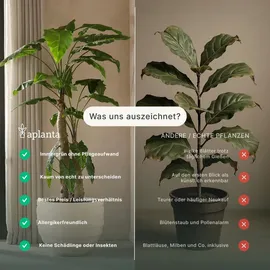 aplanta Künstliche Hortensie - Noah | cm