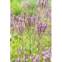 Pflanzen Für Dich Verbena officinalis, Eisenkraut, ca. 9x9 cm