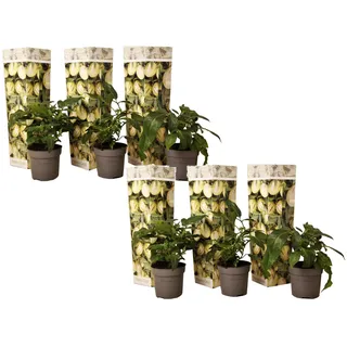 Plant in a Box - Melonenbirne - 6 Stk - Solanum Muricatum 'Pepino gold' - Höhe 25-40cm - Topf 9cm