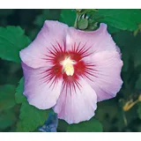 Dehner Hibiskus Maike, - Garten-Eibisch