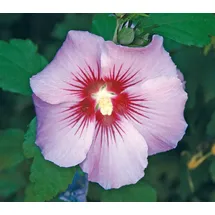 Dehner Hibiskus Maike, - Garten-Eibisch
