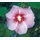 Dehner Hibiskus Maike, - Garten-Eibisch