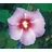 Dehner Hibiskus Maike, - Garten-Eibisch