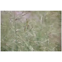 Pflanzen Für Dich Panicum virgatum 'Prairie Sky' Rutenhirse, ca.