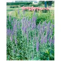 Pflanzen Für Dich Veronica longifolia, Ehrenpreis, blau, ca. 9x9