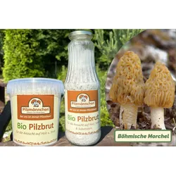 NEU! Böhmische Morchel-Pilzbrut BIO