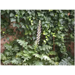 Acanthus mollis, Bärenklau, ca. 11x11 cm Topf, dekorativ