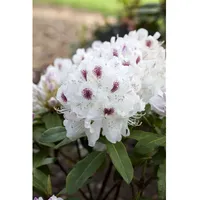 Pflanzen Für Dich Rhododendron Hybr. 'Schneebukett', weiß, 30–40 cm