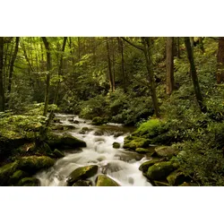 Fototapete PAPERMOON "BACH IM WALD-BÄUME FLUSS SEE STEINE BLUMEN BERGE SONNE", bunt, B:3,50m L:2,60m, Vlies, Tapeten