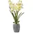Homescapes - Künstliche Weiß-grüne Orchidee Im Dunkelgrauen Zement-topf, 82 Cm