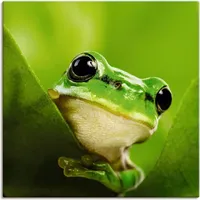 ARTland Artland, Bilder, »Ausspähender Frosch«, T5VH (50x50 cm)