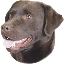 Nobby Aufkleber Labrador braun, 2er Set