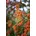 Saphyr Orange 40 60 Pflegeleicht