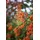 PlantaPro Pyracantha 'Saphyr Orange' 40–60 cm – Winterhart, Immergrün, Pflegeleicht – Feuerdorn – Heckenpflanze für Garten & Sichtschutz