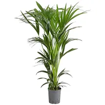Dehner Kentia-Palme, Howea forsteriana, Hydrokultur, Grün