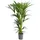 Dehner Kentia-Palme, Howea forsteriana, Hydrokultur, Grün