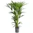 Dehner Kentia-Palme, Howea forsteriana, Hydrokultur, Grün