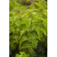 Pflanzen Für Dich Acer ginnala, Feuerahorn, 125–150 cm, leuchtend